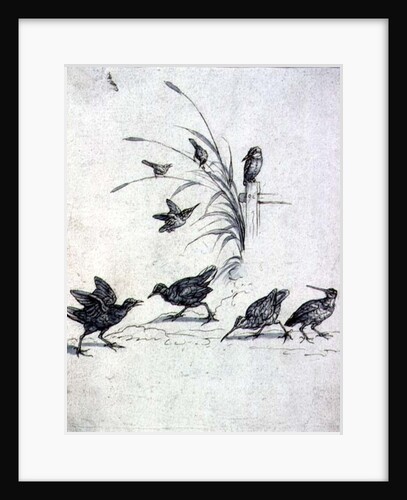 Kingfishers, Curlew and other Birds, 17th century by Francis Barlow