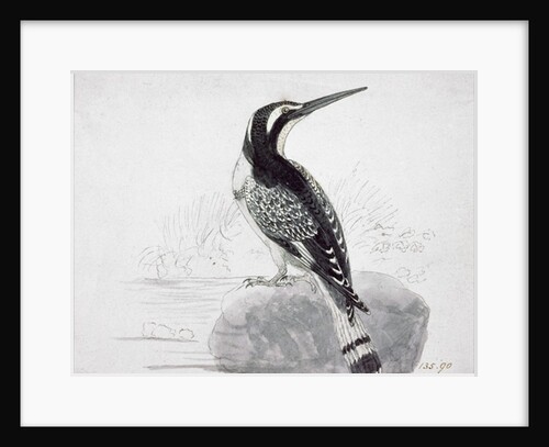 Black and White Kingfisher by Thomas Bewick
