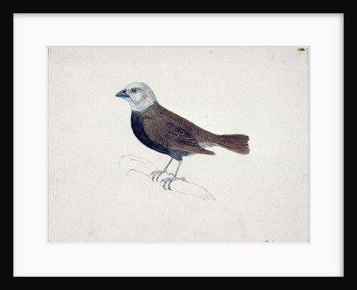 Malacca Crossbeak by Thomas Bewick