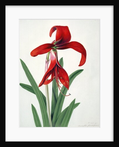 Flower Study by Peter Brown