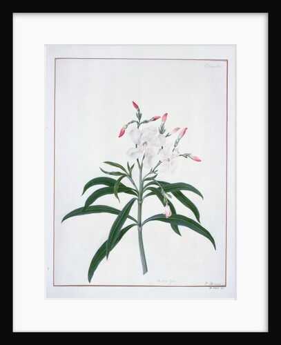 Flower Studies, 18the century by Peter Brown