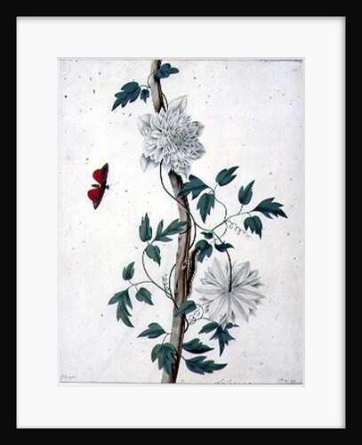 Flower Studies, 18th century by Peter Brown