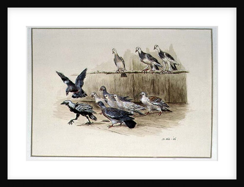 The Jackdaw and the Doves by Randolph Caldecott
