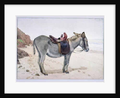 Studies of Animals by Stephen Briggs Carlil