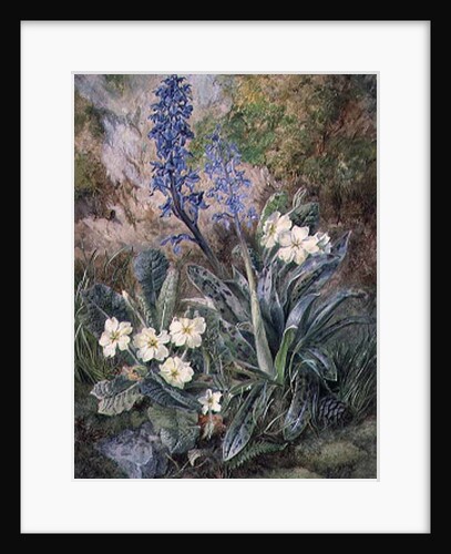 Purple Orchid and Primrose by Thomas Collier
