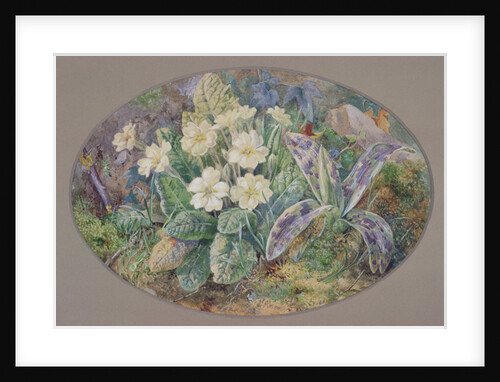Primrose and Orchid by Thomas Collier