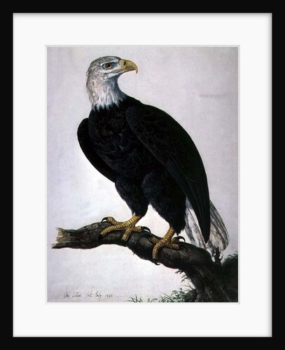 White-headed Sea Eagle by Charles Collins