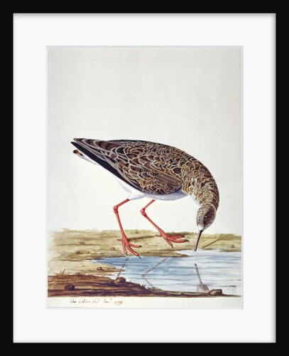 Curlew Sandpiper by Charles Collins