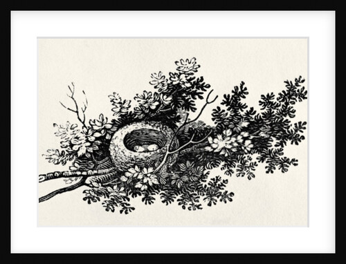 Bird's Nest by Thomas Bewick