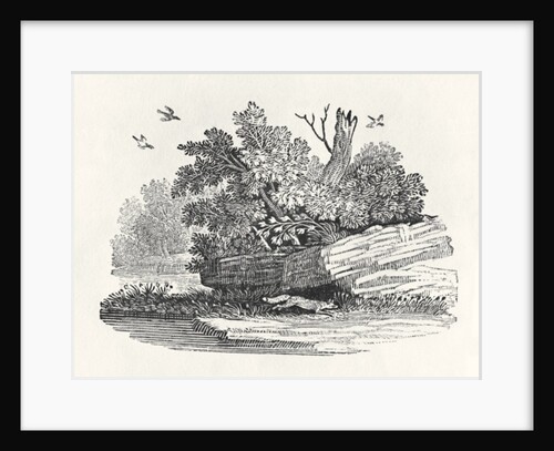 Fox escaping by Thomas Bewick