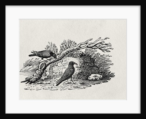 Crows from the 'History of British Birds' Volume I, pub. 1797 by Thomas Bewick