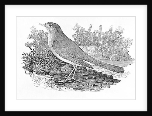 The Nightingale from the 'History of British Birds' Volume I, pub. 1797 by Thomas Bewick