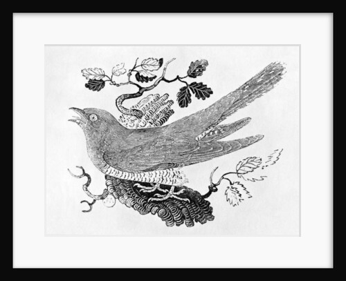 The Cuckoo from the 'History of British Birds' Volume I, pub. 1797 by Thomas Bewick