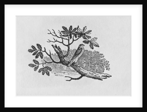 The Sparrowhawk from the 'History of British Birds' Volume I, pub. 1797 by Thomas Bewick