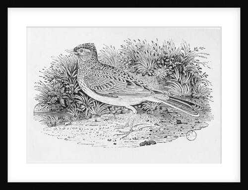The Skylark from the 'History of British Birds' Volume I, pub. 1797 by Thomas Bewick