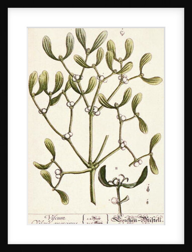 Mistletoe from 'A Curious Herbal', 1782 by Elizabeth Blackwell