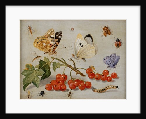 A still life with sprig of Redcurrants, butterflies, beetles, caterpillar and insects by Jan van the Elder Kessel