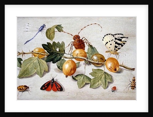 Still life of branch of gooseberries, with a butterfly, moth, damsel fly and other insects by Jan van the Elder Kessel