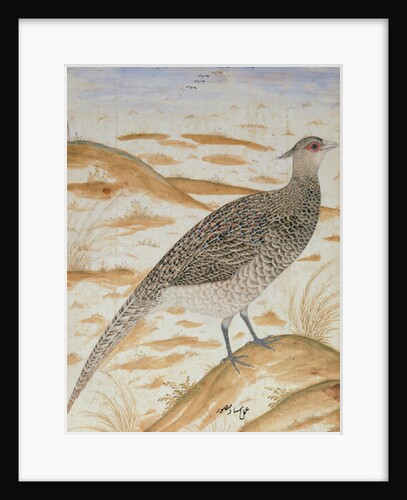 Himalayan cheer pheasant, Jahangir Period, Mughal, c.1620 by Mansur (fl.c.1590-1630)