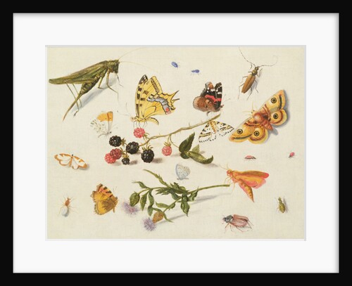 Study of Insects, Flowers and Fruits, 17th century by Ferdinand van Kessel