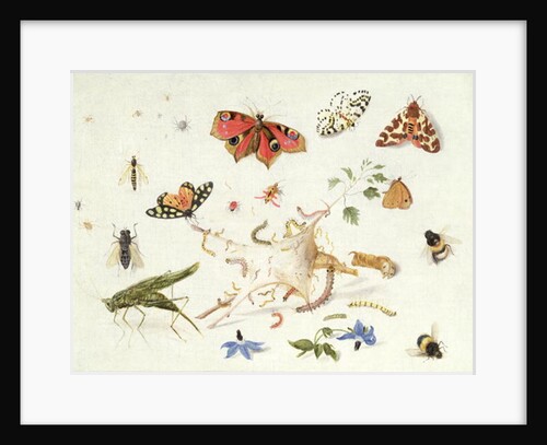 Study of Insects and Flowers by Ferdinand van Kessel