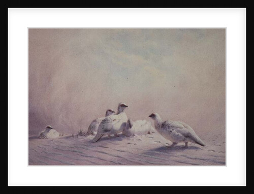 Ptarmigan, Winter, 1873 by Joseph Wolf