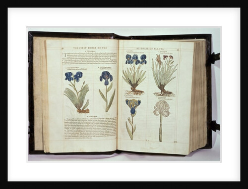 Iris, six varieties from 'The First Booke of the Historie of Plants' by John Gerard, published 1597 by English School