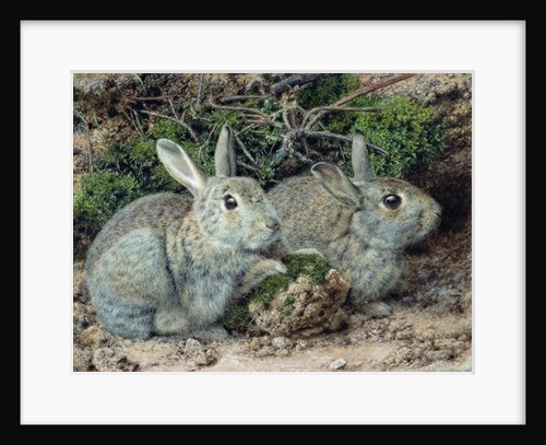 Rabbits by John Sherrin