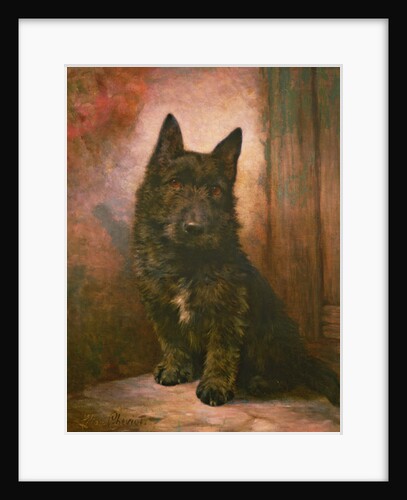 Scottie Puppy by Lilian Cheviot