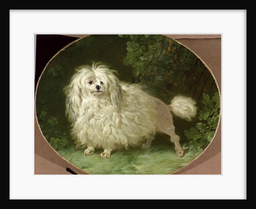 Portrait of a Poodle by Jean Jacques Bachelier