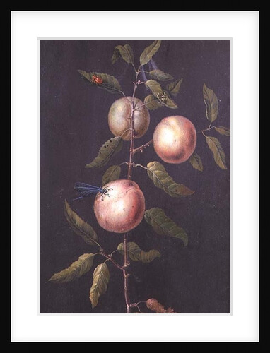 Branch of a Pear Tree by Barbara Regina Dietzsch