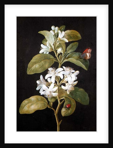 Pear Blossom by Barbara Regina Dietzsch
