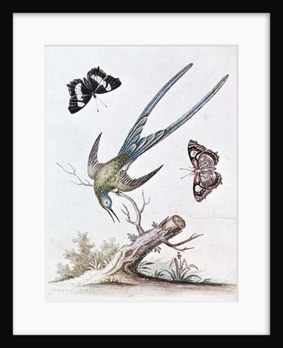 The Long-tailed Humming Bird, 1742 by George Edwards