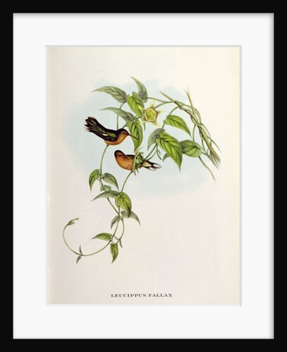 Leucippus Fallax by John Gould