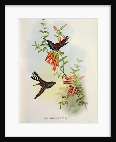 Urochroa Bougieri by John Gould