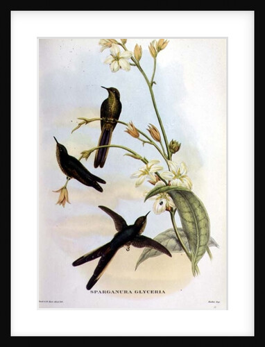 Sparganura Glyceria by John & Hart William Gould