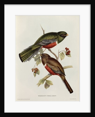Trogon Collaris from 'Tropical Birds', 19th century by John Gould