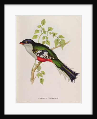 Trogon Temnurus from 'Tropical Birds', 19th century by John Gould