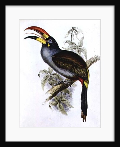 Pteroglossus Hypoglaucus from 'Tropical Birds' by John Gould