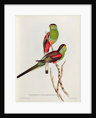 Psephotus Pulcherrimus by John Gould