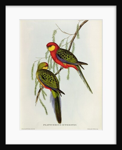 Platycercus Icterotis by John Gould