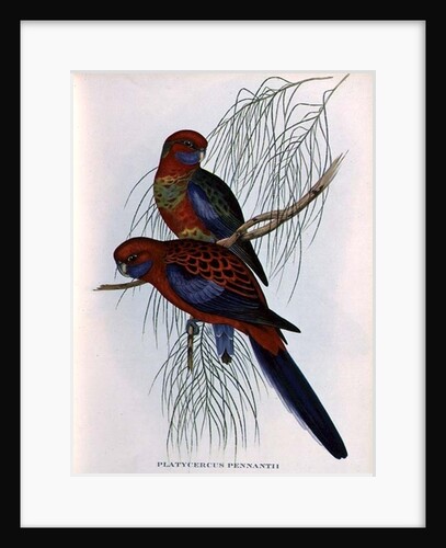 Platycercus Pennantii by John Gould