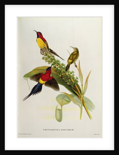 Nectarinia Gouldae from 'Tropical Birds', 19th century by John Gould