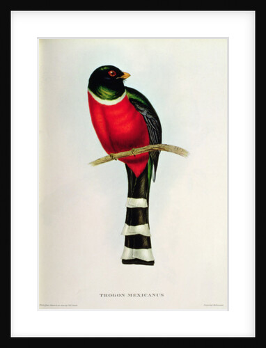 Trogon Mexicanus by John Gould