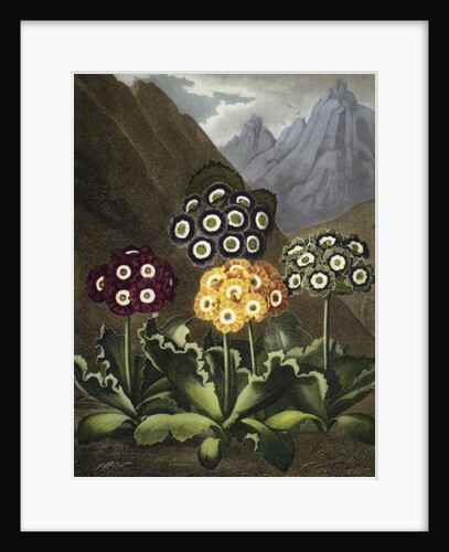 Auriculas from Dr John Robert Thornton's 'Temple of Flora, or Garden of the Botanist, Poet, Painter and Philosopher', London, 1812 by Anonymous