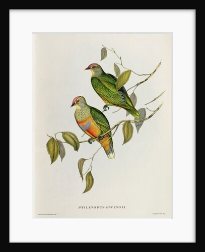 Ptilinopus Ewingii by John Gould