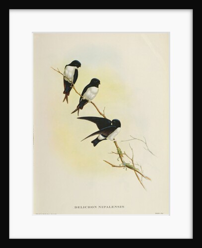 Delichon nipalensis by John Gould