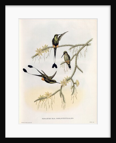 Spathura Solstitialis by John Gould