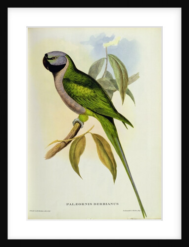 Parakeet: Palaeornis Derbianus, c.1850 by John Gould