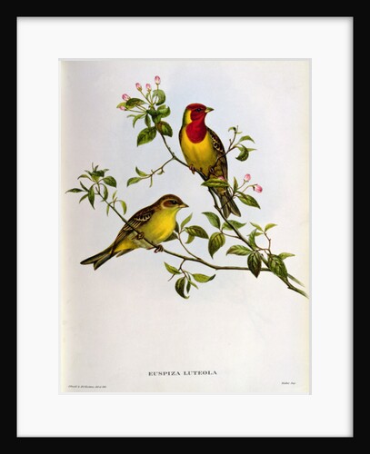 Euspiza Luteola, 19th century by John Gould